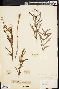 Lysimachia longifolia image