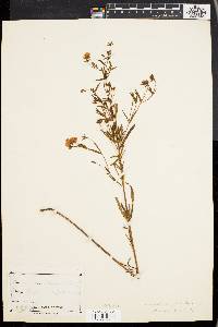 Lysimachia longifolia image