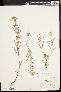 Lysimachia longifolia image