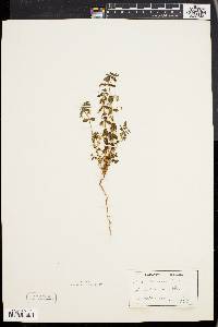 Lysimachia arvensis image