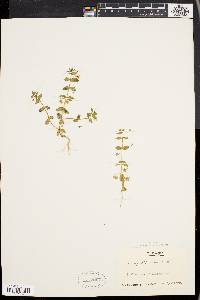 Lysimachia arvensis image