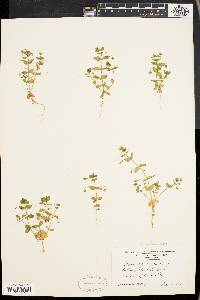 Lysimachia arvensis image