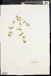 Lysimachia arvensis image