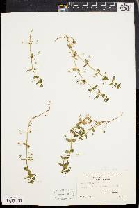 Lysimachia arvensis image