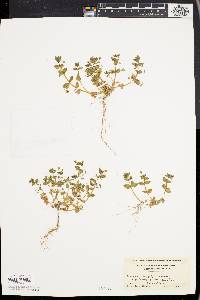 Lysimachia arvensis image