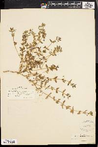 Lysimachia arvensis image