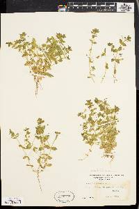 Lysimachia arvensis image