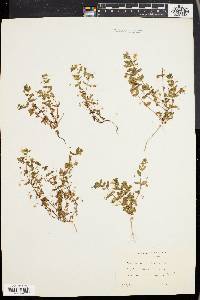 Lysimachia arvensis image