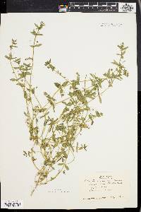 Lysimachia arvensis image