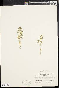 Lysimachia arvensis image