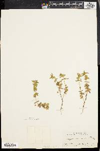 Lysimachia arvensis image