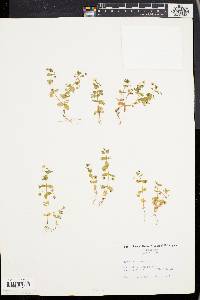 Lysimachia arvensis image