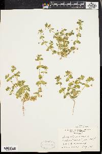 Lysimachia arvensis image