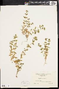 Lysimachia arvensis image