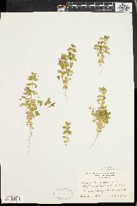 Lysimachia arvensis image