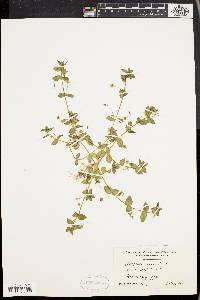 Lysimachia arvensis image