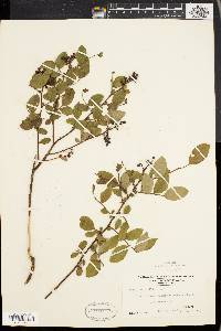 Vaccinium vacillans image