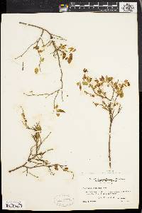 Vaccinium vacillans image