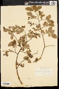 Vaccinium vacillans image