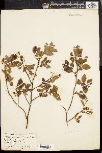 Vaccinium vacillans image