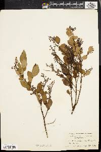 Vaccinium vacillans image