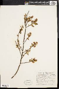 Vaccinium vacillans image