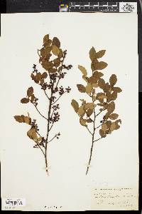 Vaccinium vacillans image