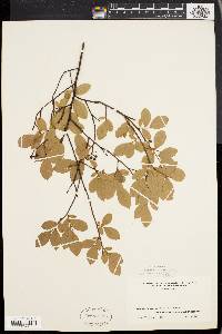 Vaccinium vacillans image