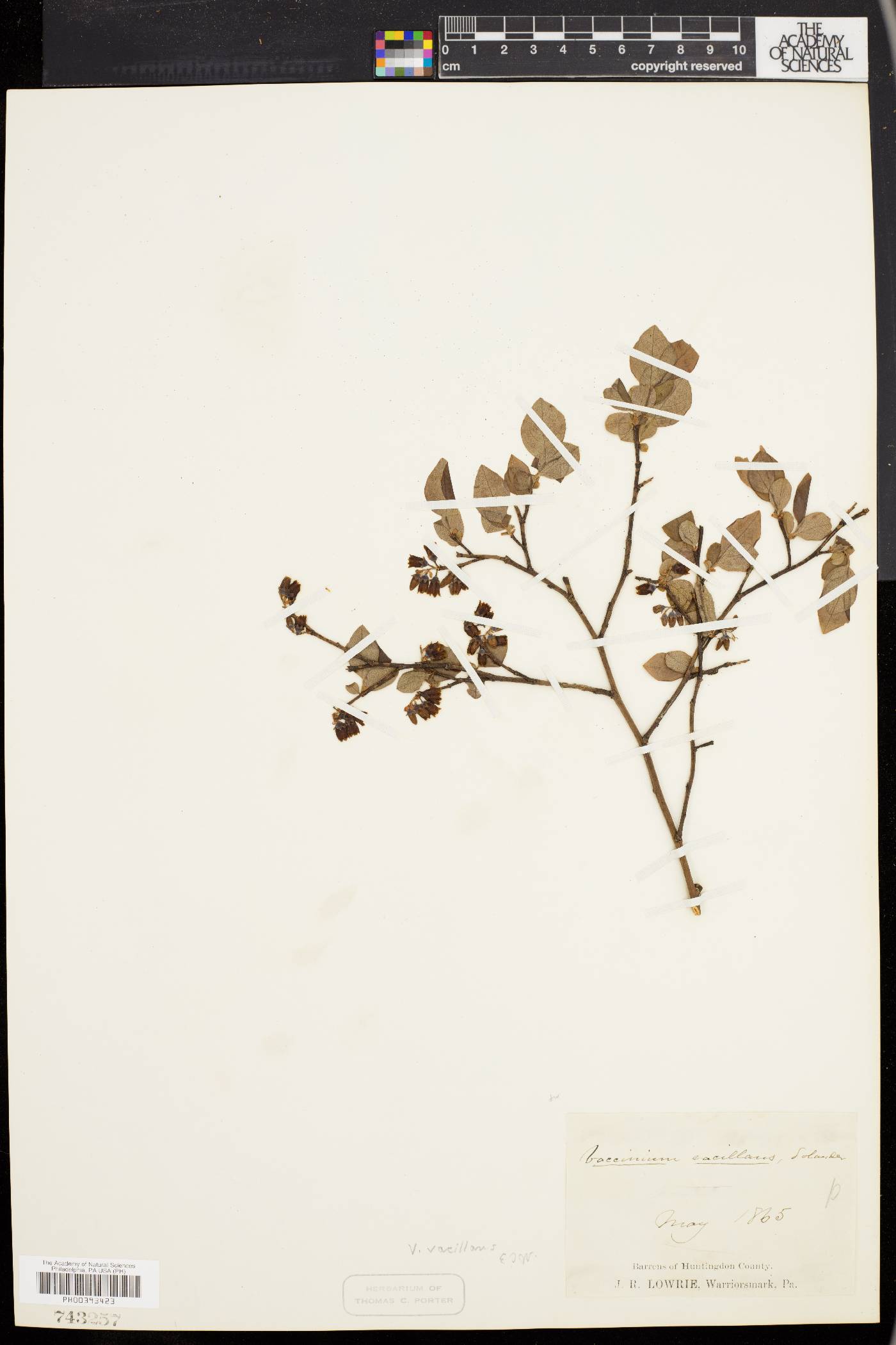 Vaccinium vacillans image