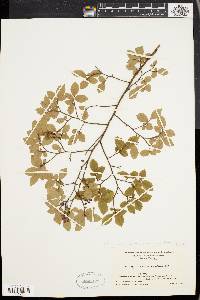 Vaccinium vacillans image