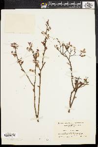 Vaccinium vacillans image