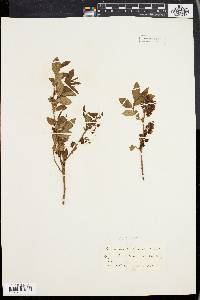 Vaccinium vacillans image