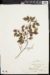 Vaccinium vacillans image