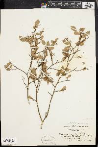 Vaccinium vacillans image