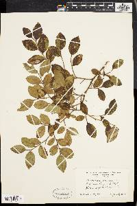 Vaccinium vacillans image