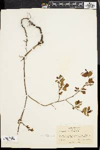 Vaccinium vacillans image