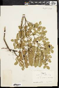 Vaccinium vacillans image