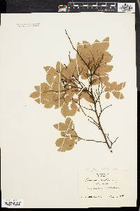 Vaccinium vacillans image