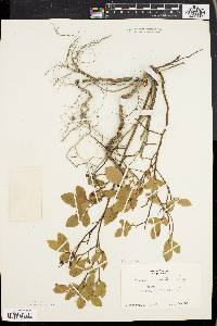 Vaccinium vacillans image