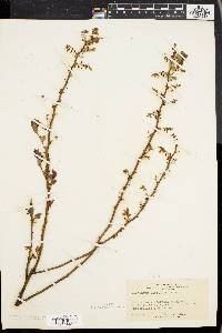 Vaccinium vacillans image