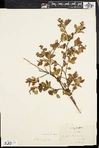 Vaccinium vacillans image