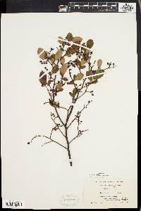 Vaccinium vacillans image