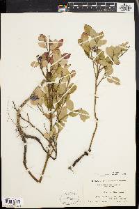 Vaccinium vacillans image