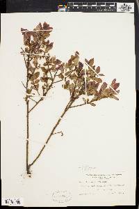 Vaccinium vacillans image