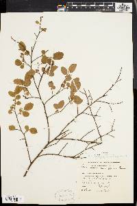 Vaccinium vacillans image