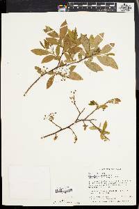 Vaccinium vacillans image