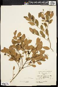 Vaccinium vacillans image