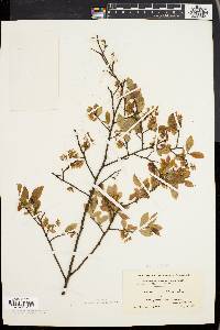 Vaccinium vacillans image