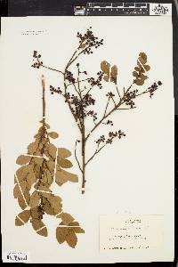 Vaccinium vacillans image