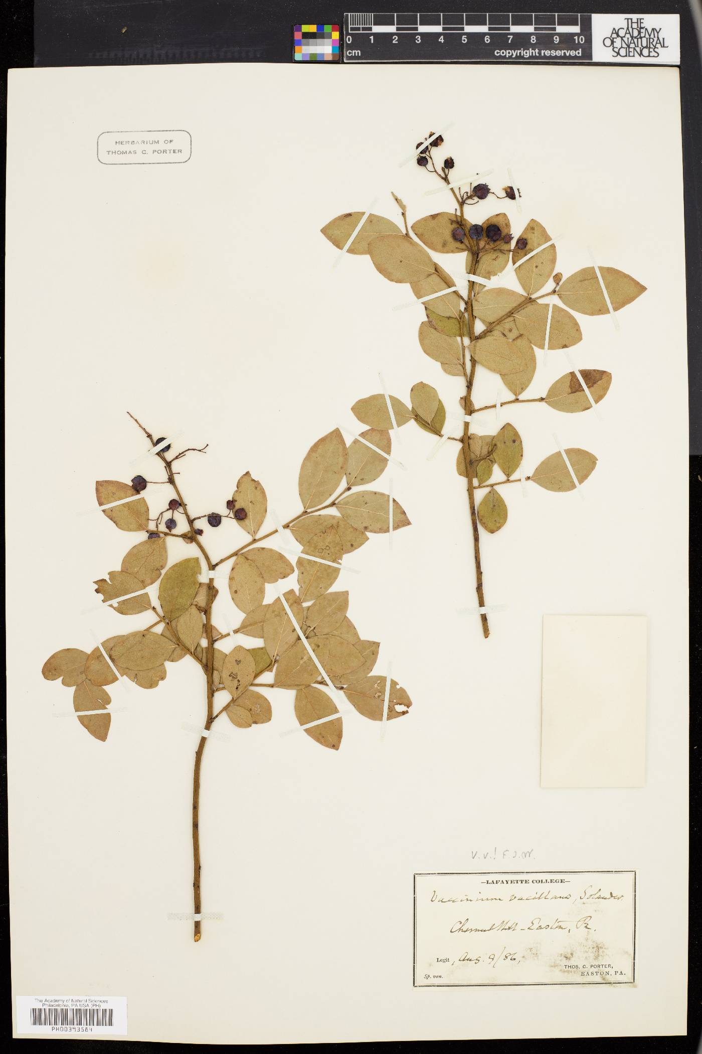 Vaccinium vacillans image